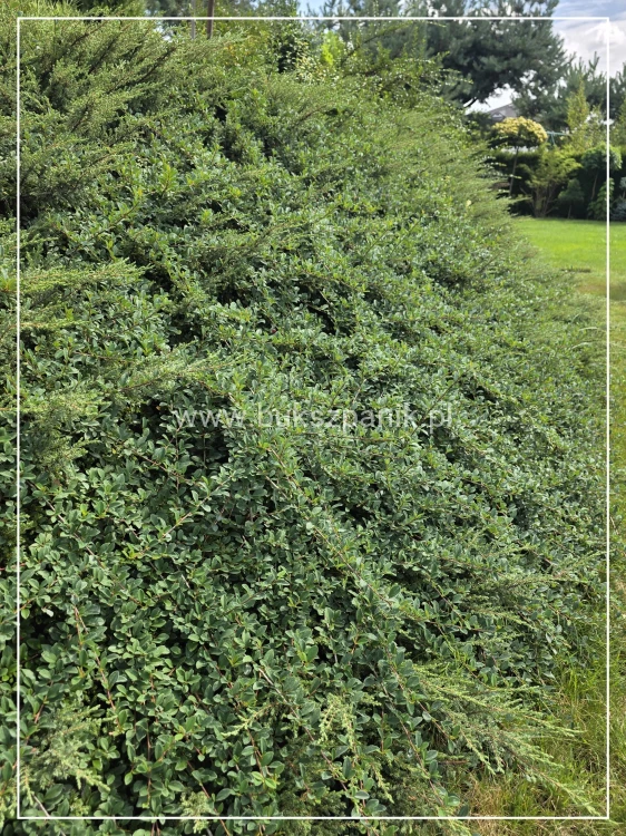 Irga "Ursynów" Cotoneaster
