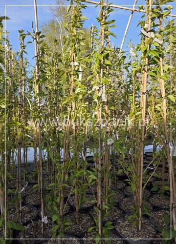 Wiśnia piłkowana AMANOGAWA- Prunus serrulata