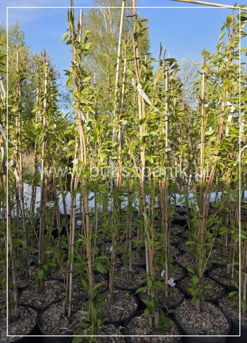 Wiśnia piłkowana AMANOGAWA- Prunus serrulata
