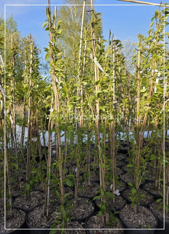Wiśnia piłkowana AMANOGAWA- Prunus serrulata