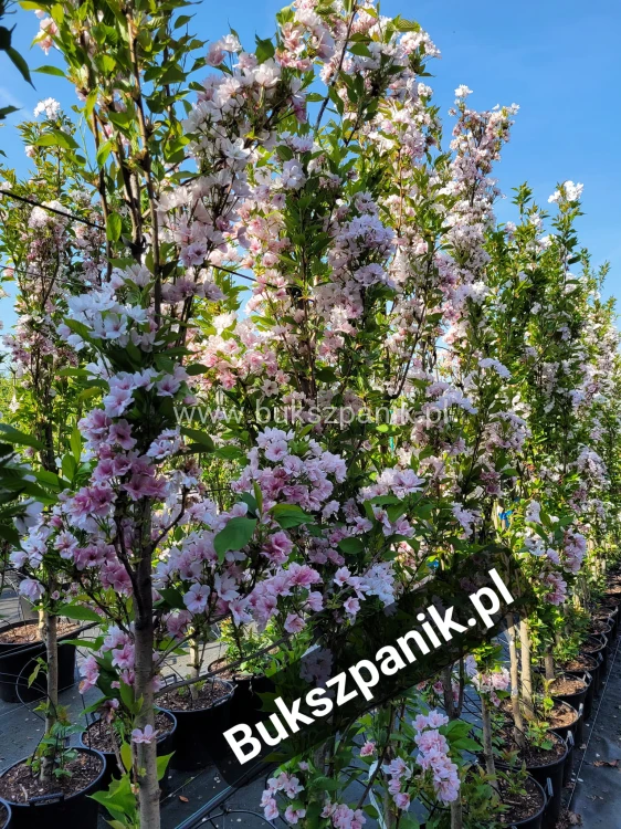 Wiśnia piłkowana AMANOGAWA- Prunus serrulata