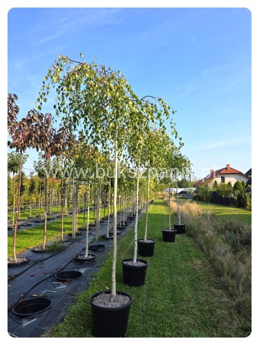 Brzoza brodawkowata Youngii  Betula pendula PA 220cm ob 10-12cm