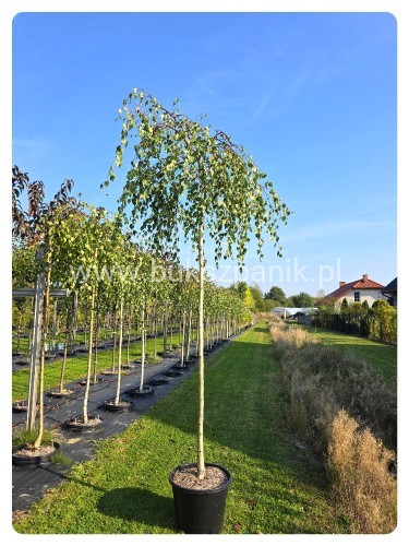 Brzoza brodawkowata Youngii  Betula pendula PA 220cm ob 10-12cm