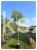 Brzoza brodawkowata Youngii  Betula pendula PA 220cm ob 10-12cm