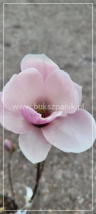 Magnolia soulangeana SATISFACTION - C10, 140cm