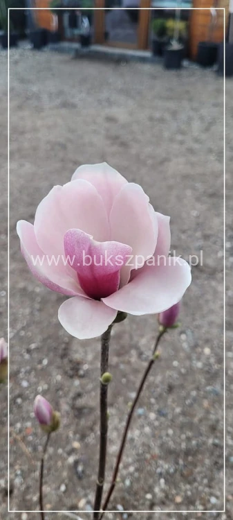 Magnolia soulangeana SATISFACTION - C10, 140cm