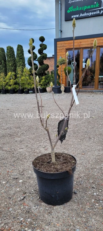 Magnolia soulangeana SATISFACTION - C10, 140cm