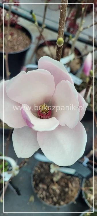 Magnolia soulangeana SATISFACTION - C10, 140cm