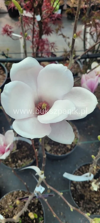 Magnolia soulangeana SATISFACTION - C10, 140cm