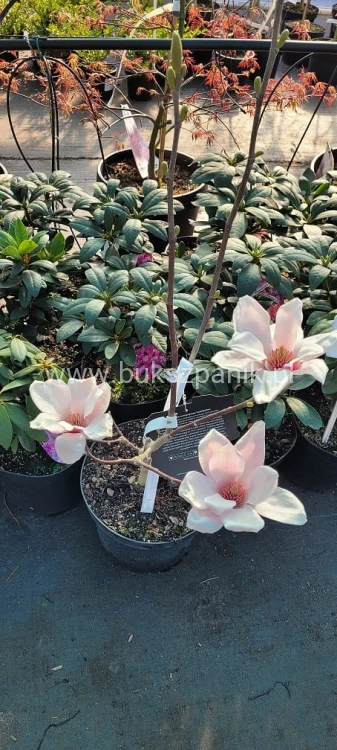 Magnolia soulangeana SATISFACTION - C10, 140cm