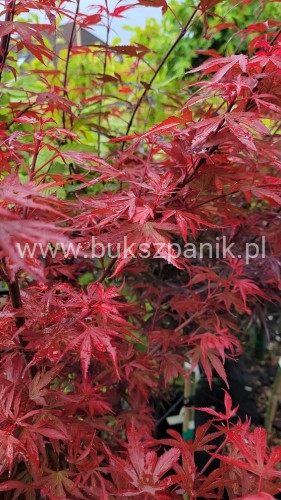 Klon Palmowy Shaina- Acer palmatum PA70-90cm, / 40-60 C5
