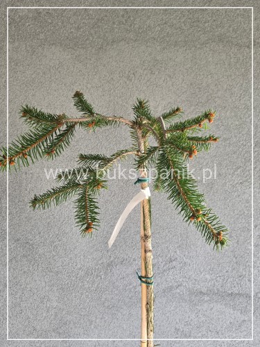 Świerk pospolity INVERSA - Picea abies Pa130-140 c10l