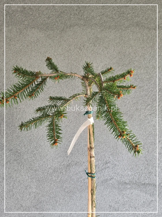Świerk pospolity INVERSA - Picea abies Pa130-140 c10l