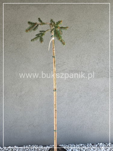Świerk pospolity INVERSA - Picea abies Pa130-140 c10l