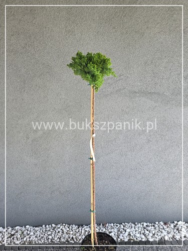 Jałowiec płożący ‘Bonin Isles’ - PA 110cm Juniperus procumbens