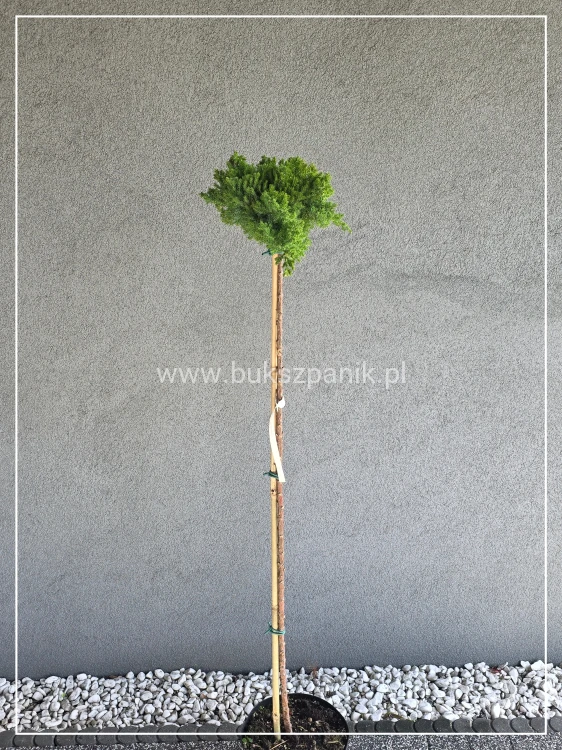 Jałowiec płożący ‘Bonin Isles’ - PA 110cm Juniperus procumbens