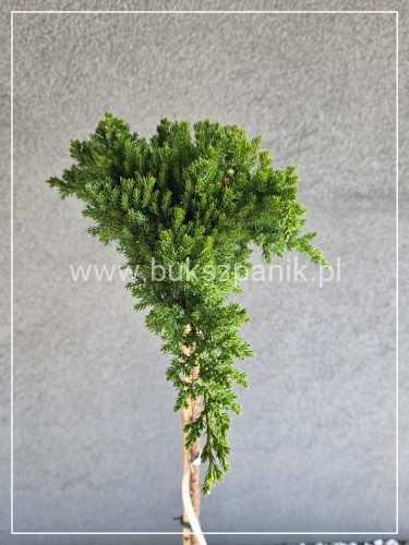 Jałowiec płożący ‘Bonin Isles’ - PA 110cm Juniperus procumbens