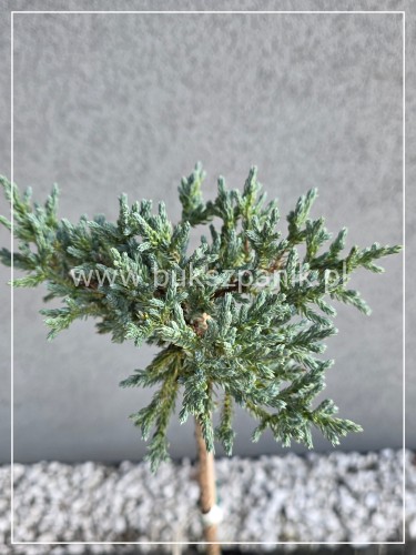Jałowiec łuskowaty TROPICAL BLUE -Juniperus squamata PA 80cm