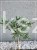 Jałowiec łuskowaty TROPICAL BLUE -Juniperus squamata PA 80cm
