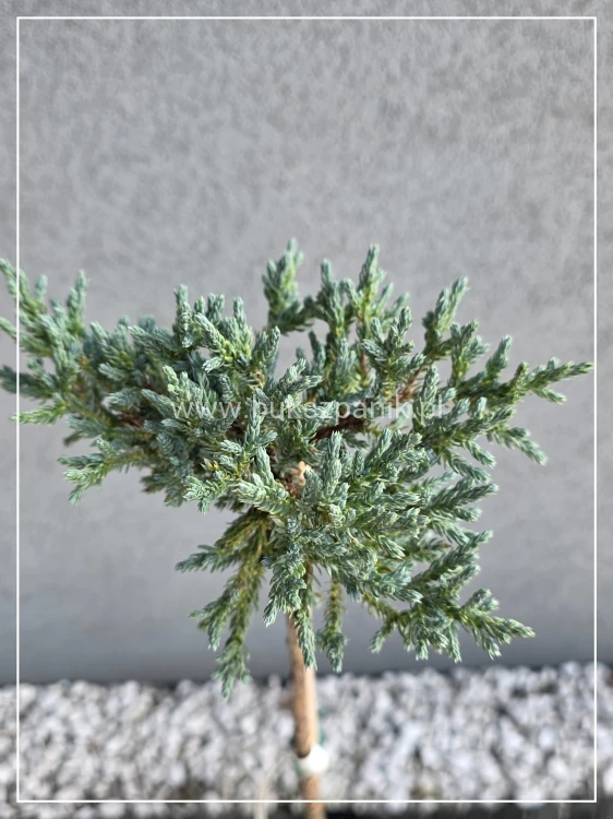 Jałowiec łuskowaty TROPICAL BLUE -Juniperus squamata PA 80cm
