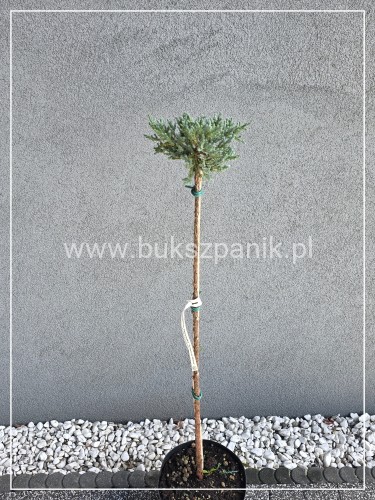 Jałowiec łuskowaty TROPICAL BLUE -Juniperus squamata PA 80cm
