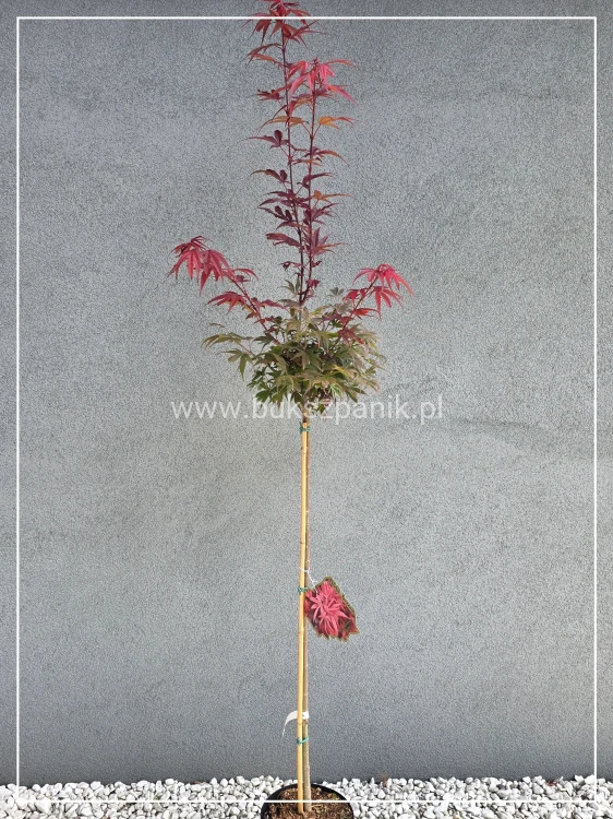 Klon Palmowy Shaina- Acer palmatum PA110cm, / 40-60 C5