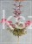 Klon Palmowy Shaina- Acer palmatum PA110cm, / 40-60 C5