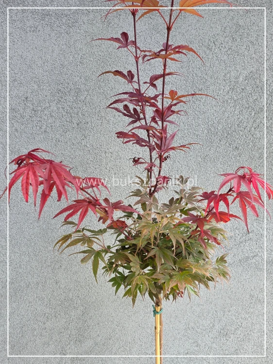 Klon Palmowy Shaina- Acer palmatum PA110cm, / 40-60 C5