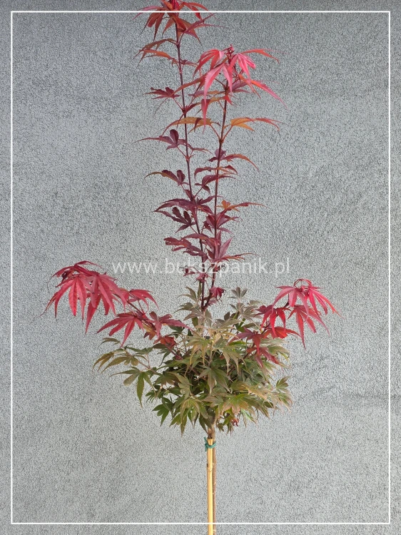 Klon Palmowy Shaina- Acer palmatum PA110cm, / 40-60 C5
