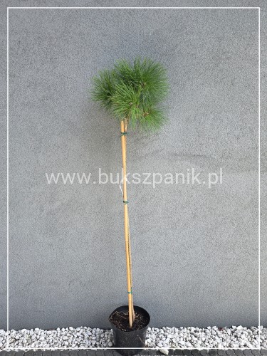 Sosna czarna Rockley WB - Pinus nigra PA110-125cm C12l