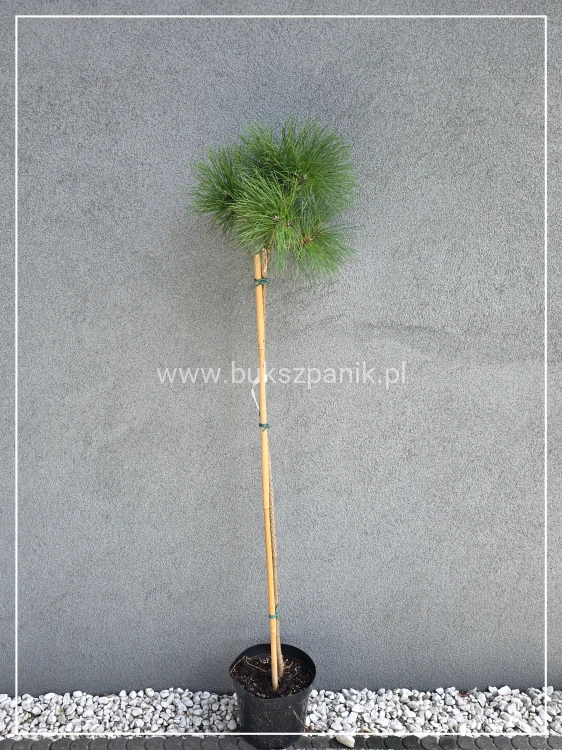 Sosna czarna Rockley WB - Pinus nigra PA110-125cm C12l