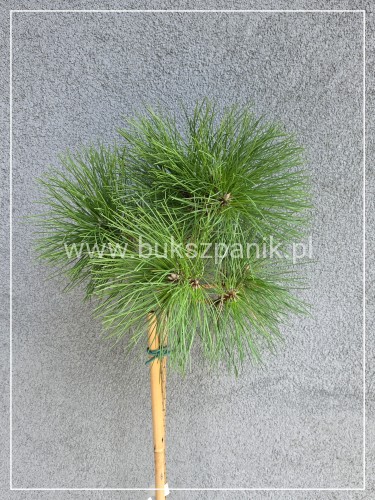 Sosna czarna Rockley WB - Pinus nigra PA110-125cm C12l