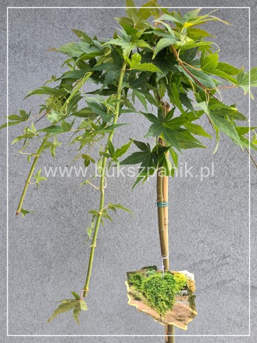 Klon palmowy ‘Ryusen’ - Acer palmatum PA140-150cm