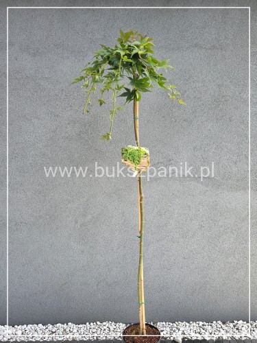 Klon palmowy ‘Ryusen’ - Acer palmatum PA140-150cm