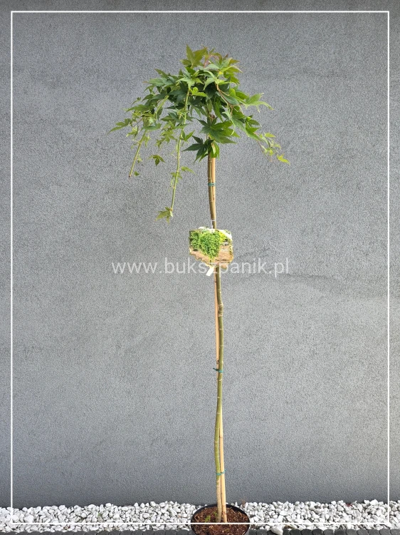 Klon palmowy ‘Ryusen’ - Acer palmatum PA140-150cm
