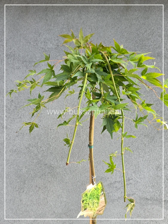 Klon palmowy ‘Ryusen’ - Acer palmatum PA140-150cm
