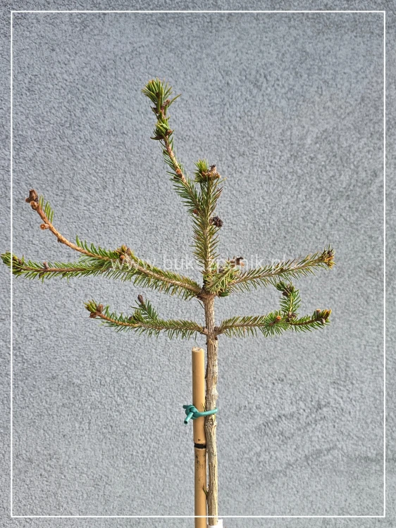 Świerk pospolity RYDAL - Picea abies Pa120-130/ 30-45 C5l