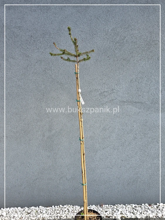 Świerk pospolity RYDAL - Picea abies Pa120-130/ 30-45 C5l