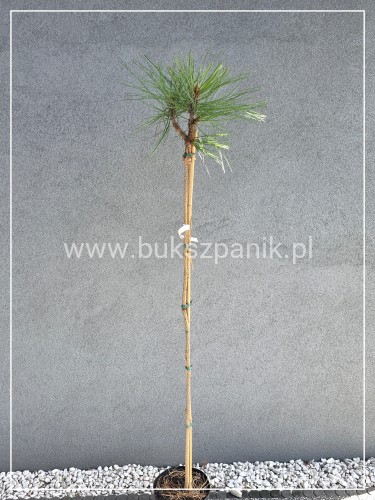 Sosna Jeffreya JOPPI- Pinus jeffreyi PA120-130cm C10l