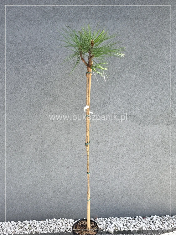 Sosna Jeffreya JOPPI- Pinus jeffreyi PA120-130cm C10l