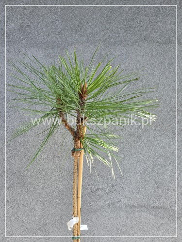 Sosna Jeffreya JOPPI- Pinus jeffreyi PA120-130cm C10l
