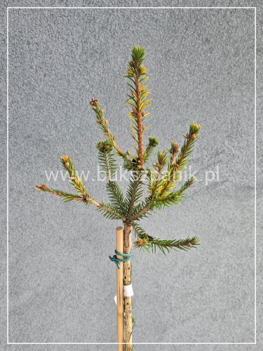 Świerk pospolity PUSCH - Picea abies PA100-110/, C10l