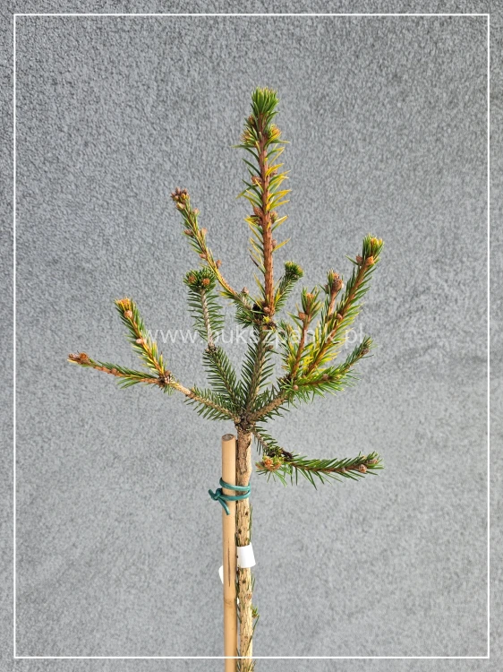 Świerk pospolity PUSCH - Picea abies PA100-110/, C10l
