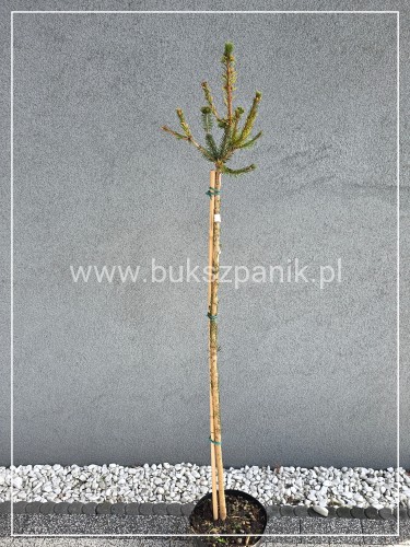 Świerk pospolity PUSCH - Picea abies PA100-110/, C10l