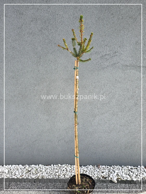 Świerk pospolity PUSCH - Picea abies PA100-110/, C10l