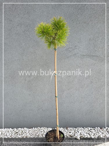 Sosna wydmowa Chief Joseph - pinus contorta PA 110-120cm