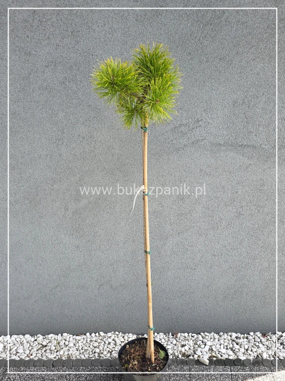 Sosna wydmowa Chief Joseph - pinus contorta PA 110-120cm