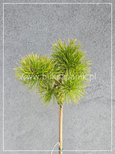Sosna wydmowa Chief Joseph - pinus contorta PA 110-120cm