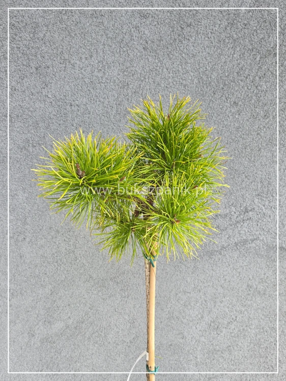 Sosna wydmowa Chief Joseph - pinus contorta PA 110-120cm