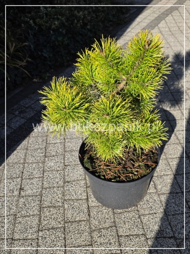 Sosna wydmowa Chief Joseph - pinus contorta c12, 70cm